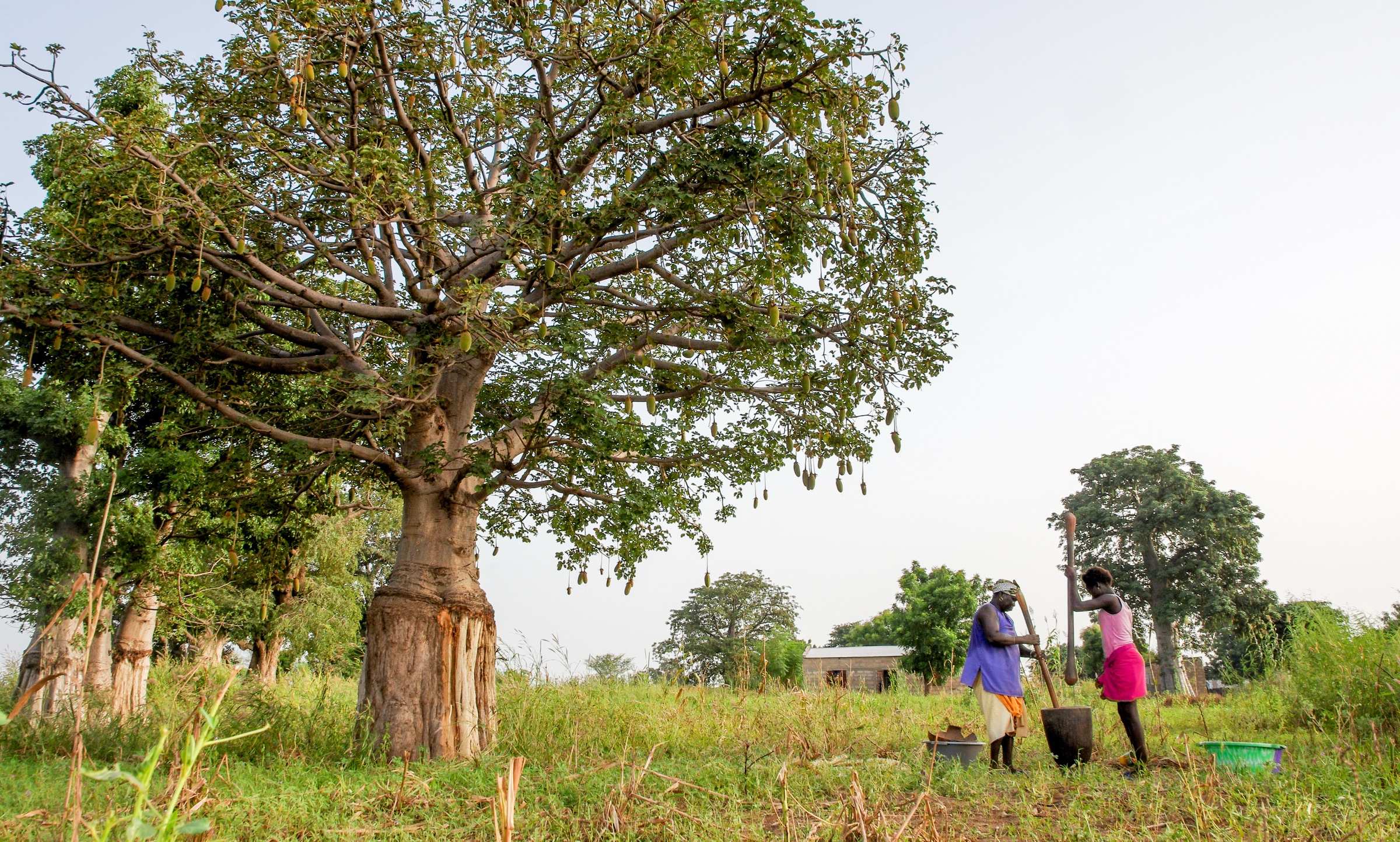 Des femmes battent le mil ensemble au pied d'un baobab, dans un champ.